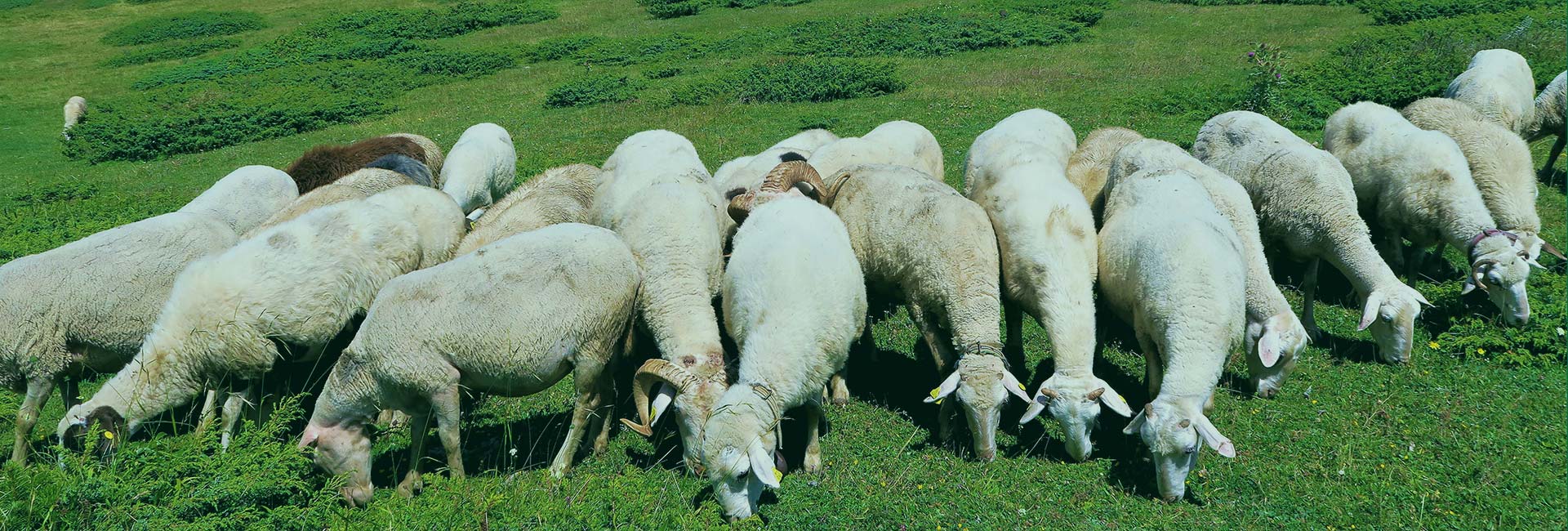 bb平台app贝博:母猪减产缓慢仔猪过剩多！今日全国各地肉猪、猪苗牛羊鸡鸭鹅、蛋、禽苗和豆粕玉米原料等参考报价与行情资讯 （2025年11月6日）